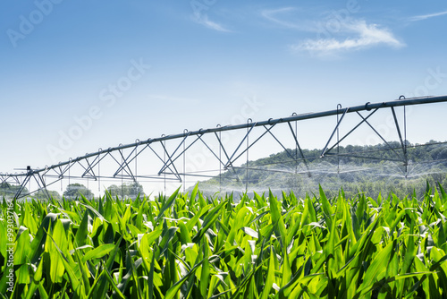 Large water sprinkler system in a corn field. Equipment for industrial irrigation.  Sustainable agriculture concept..