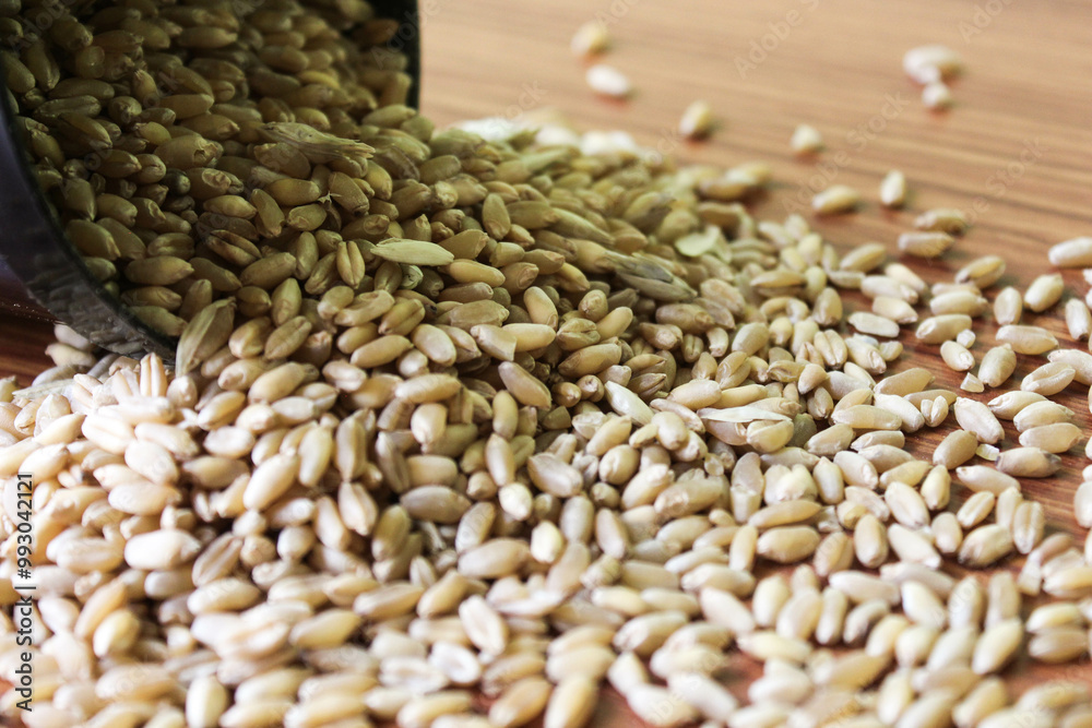 Obraz premium wheat grains on wooden plank background, Wheat Seeds, Raw and cooked Barley pearl seeds in a bowl or over brown background. selective focus 