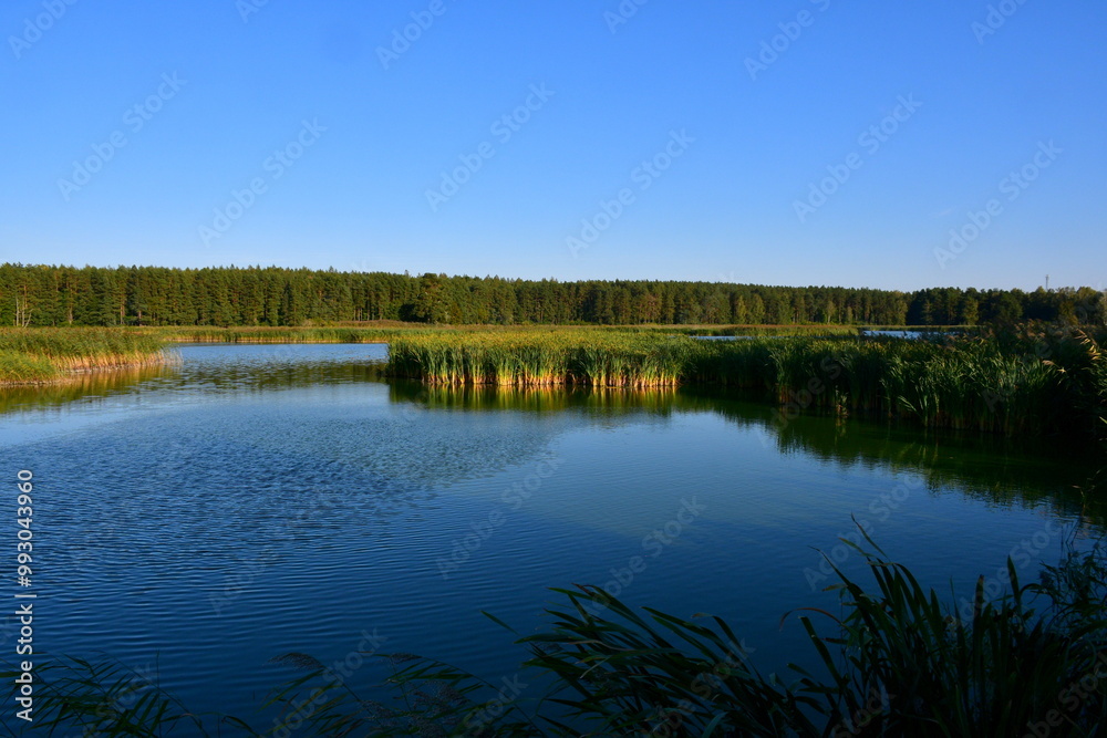 A view of a coast of a vast river or lake covered from all sides with reeds, old trees, forests, moors, as well as grassy islands inhabited by various birds and other animals seen in Poland A view of a coast of a vast river or lake covered from all sides with reeds, old trees, forests, moors, as well as grassy islands inhabited by various birds and other animals seen in Poland