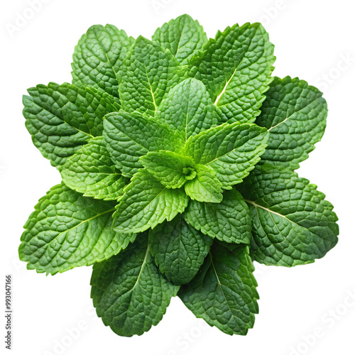 Fresh mint isolated on transparent background