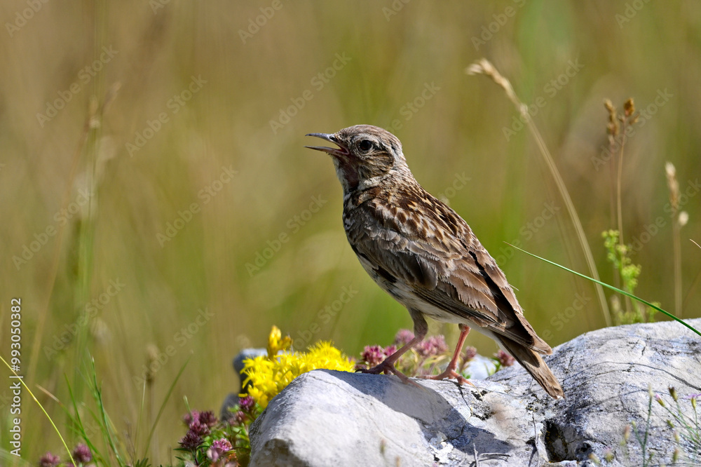 Heidelerche // Woodlark (Lullula arborea) Heidelerche // Woodlark (Lullula arborea)