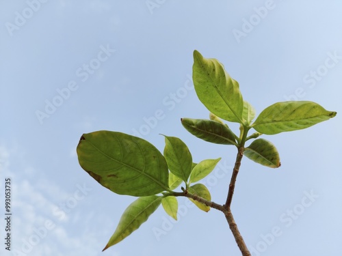 This image beautifully captures the simplicity and elegance of nature, featuring a single branch with a few fresh green leaves set against a clear blue sky. The leaves are vibrant and healthy. #fresh 