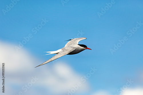 A Arctic Tern in the air