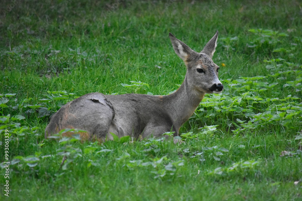 A roe deer resting in a meadow A roe deer resting in a meadow