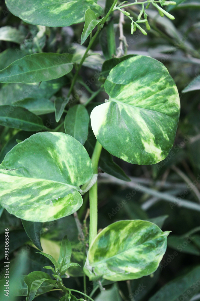 Obraz premium money plants natural stems, house walls decoration with money plant stems, beautifully decorated walls with plant stem, natural 