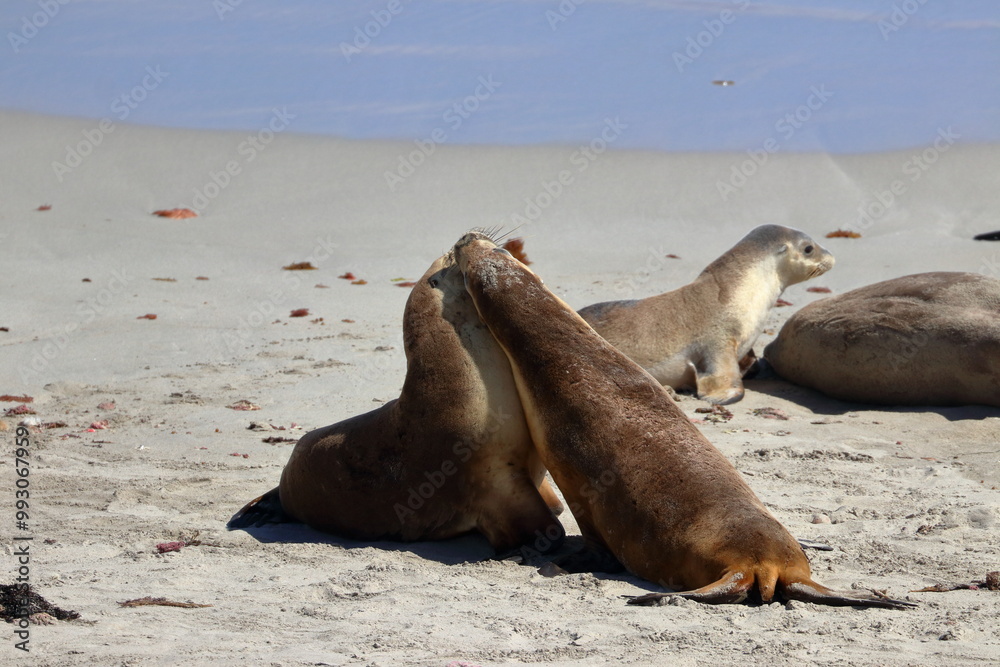Fototapeta premium australian sea lion