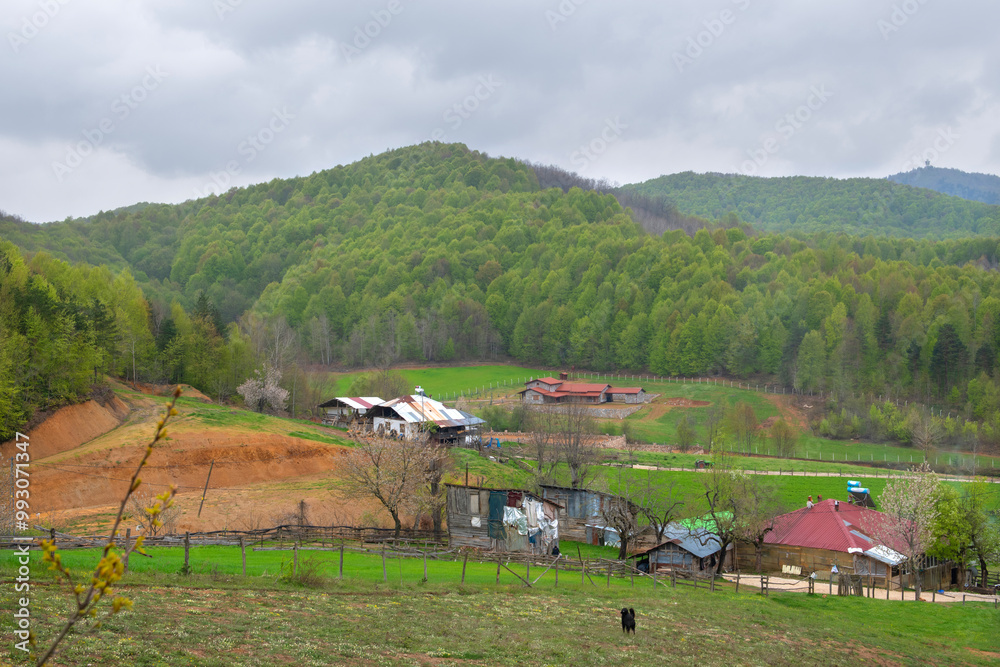 Stone houses built in green forest land. A mountain hut surrounded by greenery in spring. Modern building in forest land. Bursa Kırıntı village.  View of houses on the plateau in rainy weather.