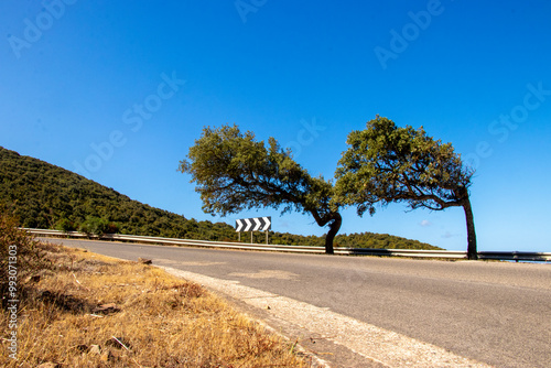 Oaks (cork trees) bent by the Mistral wind, on the road to Ingurtosu and Piscinas