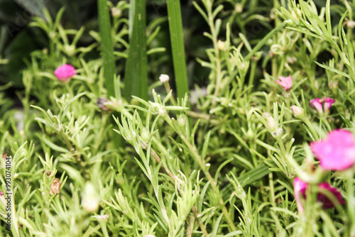 Moss-Rose purslane Portulaca grandiflora is a succulent flowering plant, selective focus 