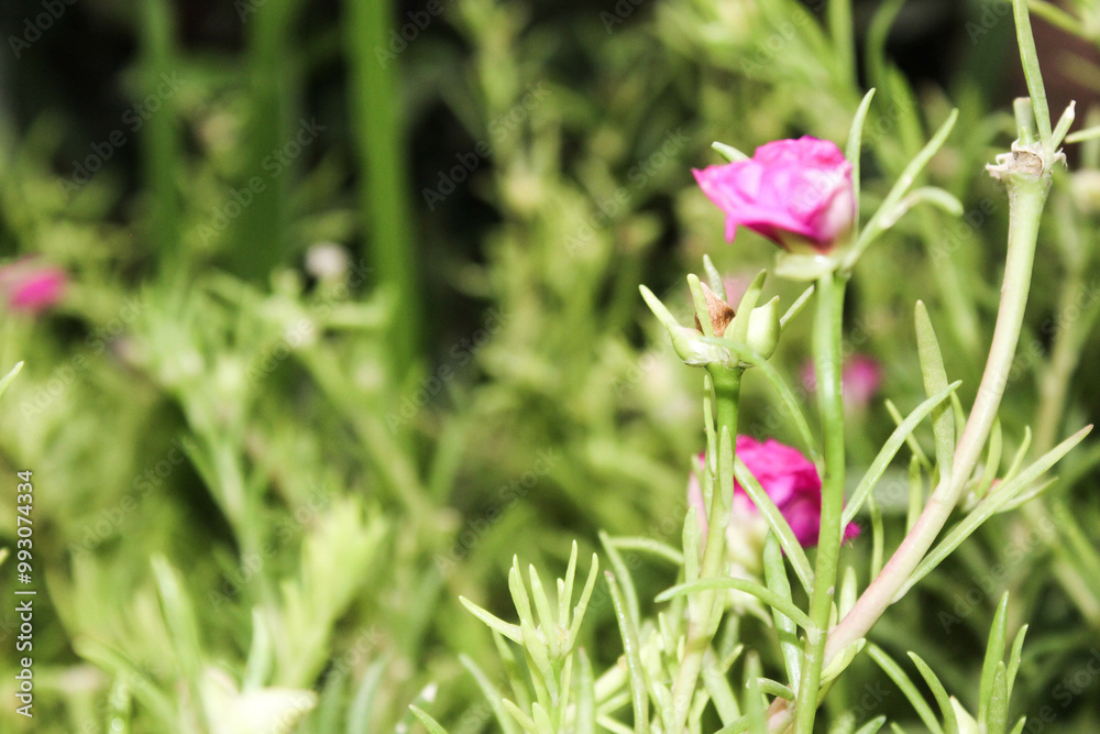 Moss-Rose purslane Portulaca grandiflora is a succulent flowering plant, selective focus
Moss-Rose purslane Portulaca grandiflora is a succulent flowering plant, selective focus