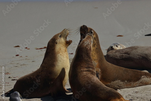 australian sea lion