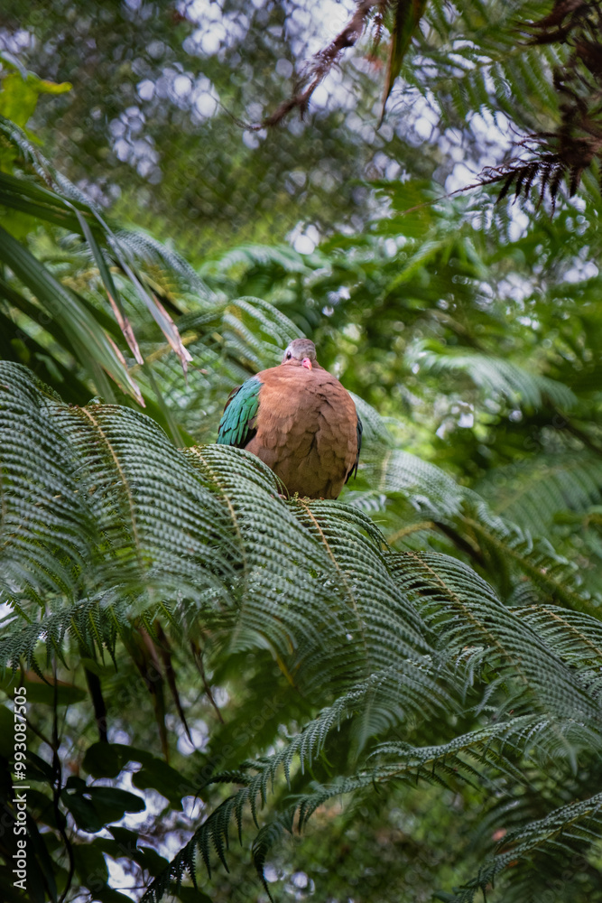 Pink pigeon perched on a branch of a tree. Pink pigeon perched on a branch of a tree.