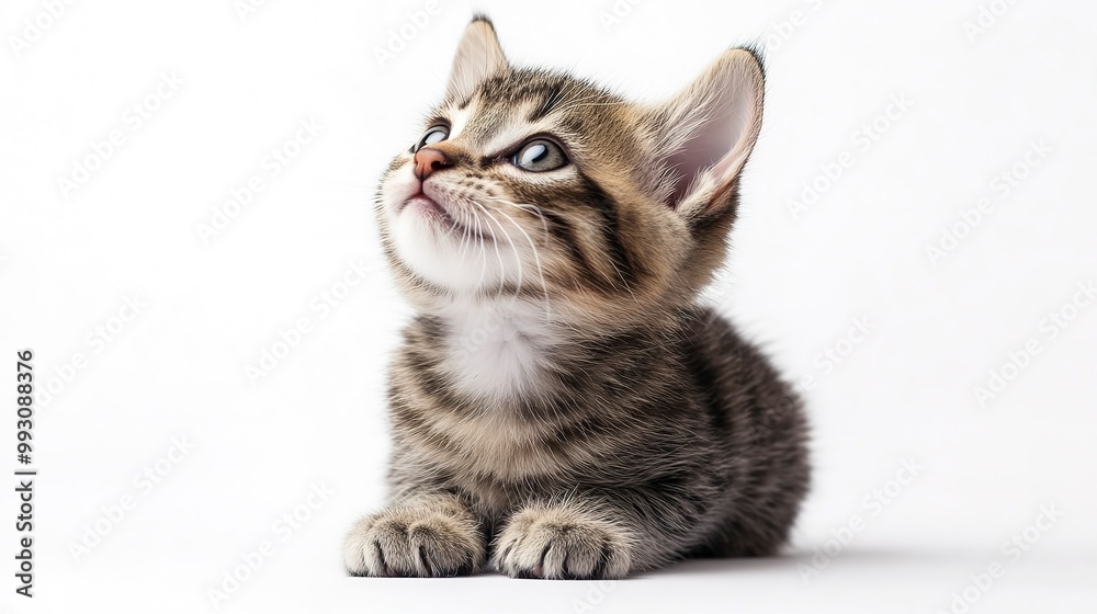 Obraz premium Playful funny kitten looking up isolated on a white background. 