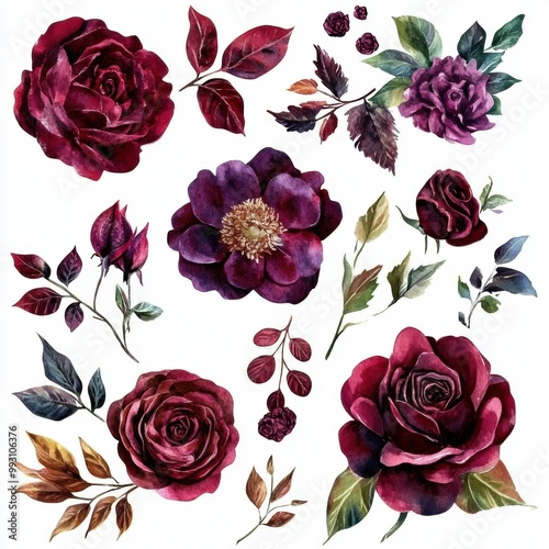 Burgundy Rose Watercolor Set.