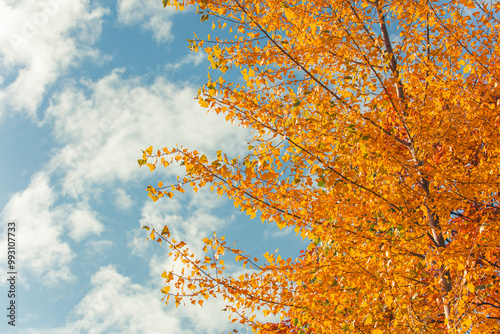 colorful autumn leafs background.autumn colors
