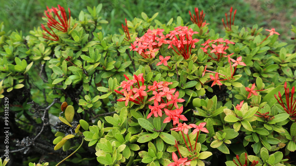 Saraca asoca or asoka flower or ixora flower, is a red flower with green leaves Saraca asoca or asoka flower or ixora flower, is a red flower with green leaves