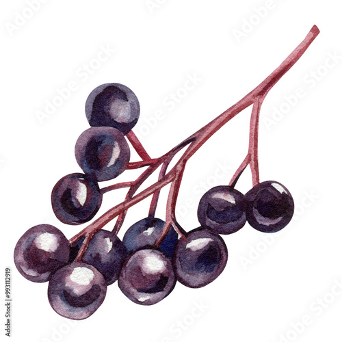 Fotografija Elder berries branch watercolor