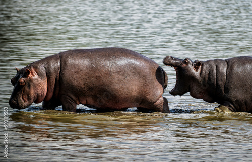 Two hippos playing in the river in the Kruger Park, South Africa photo