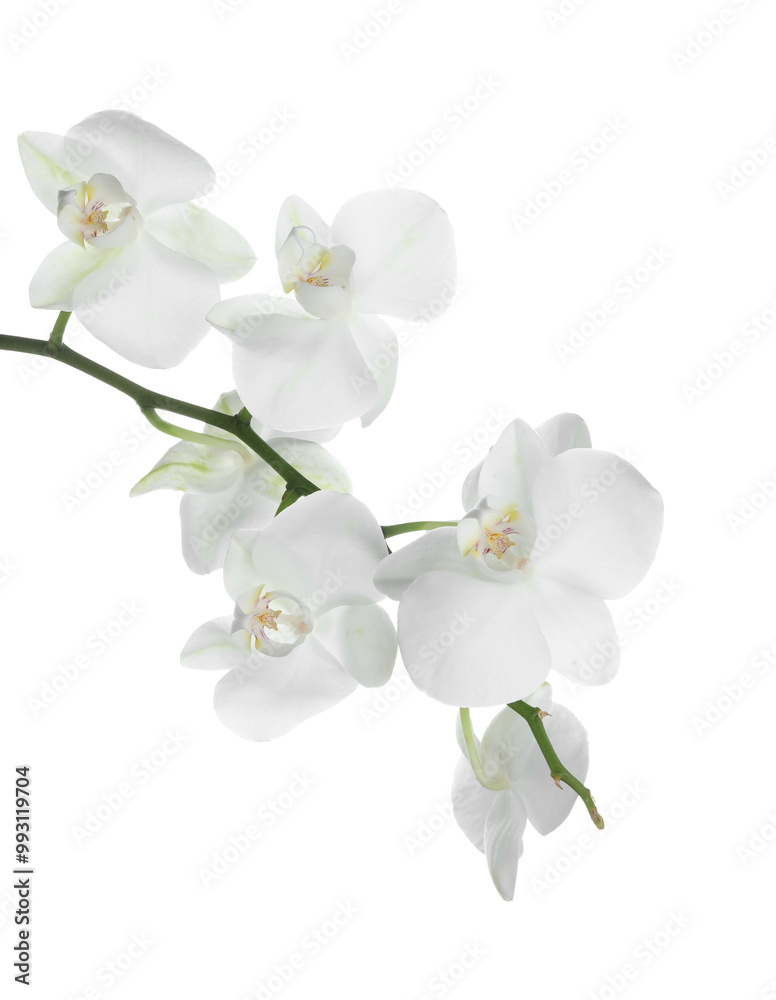 Obraz premium Beautiful orchid branch with flowers isolated on white