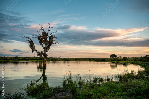 Weaver nests in a dead tree in Kruger National Park, South Africa photo