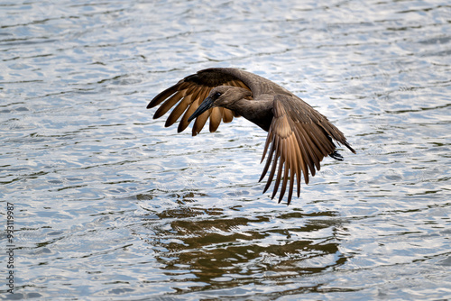 A hamerkop flying over water in Kruger National Park, South Africa photo