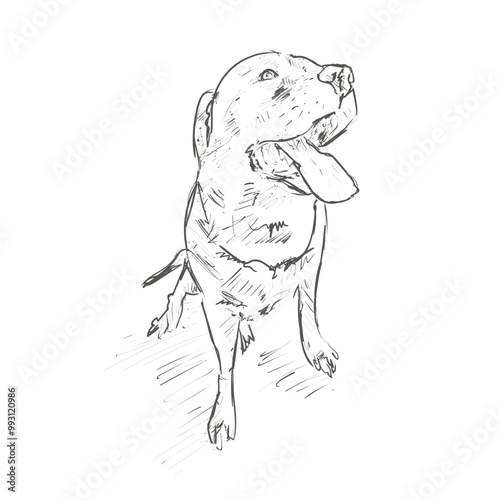 dog sketch drawing
