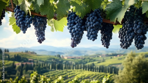 Sangiovese Grapes in Scenic Tuscan Landscape