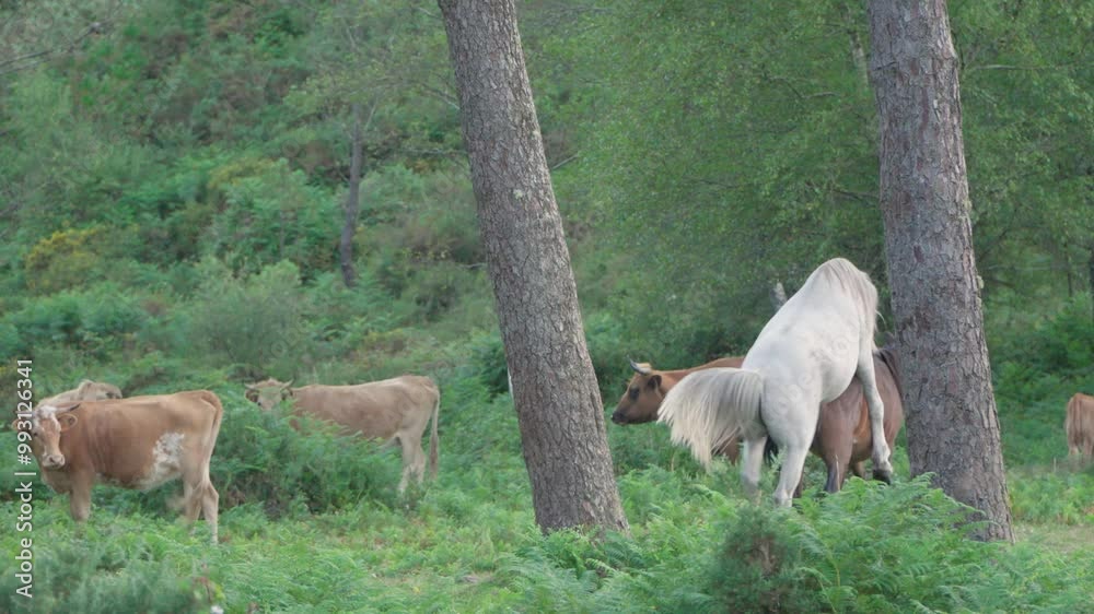 Caballos salvajes apareándose en el monte Caballos salvajes apareándose en el monte