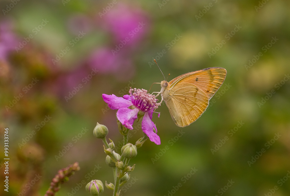 Naklejka premium Butterfly kolot of Mesopotamia (Colotis in fausti) lives in the garden Hevsel the UNESCO Cultural Heritage List of Diyarbakir in Turkey.