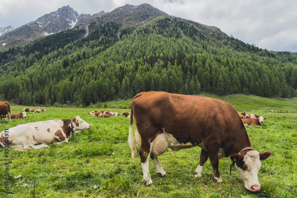 Cattle grazing in rural Sellrain valley, Haggen, Tyrol, Austria
Cattle grazing in rural Sellrain valley, Haggen, Tyrol, Austria