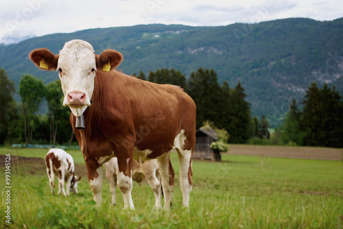 Portrait brown cow grazing in rural field, Flaurling, Tyrol, Austria
