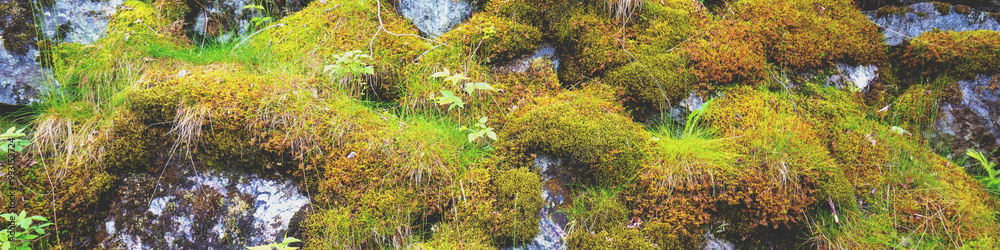 Rock covered with moss. Wild nature background Rock covered with moss. Wild nature background