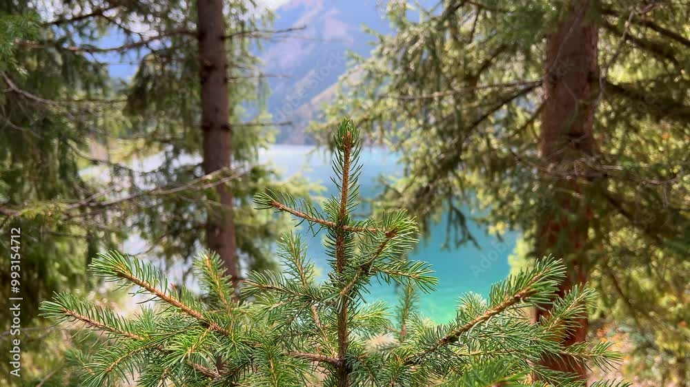 Coniferous spruce trees in the highlands near the lake Coniferous spruce trees in the highlands near the lake