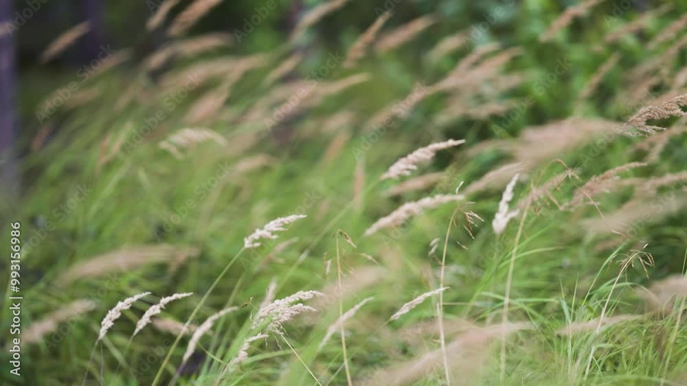 Fluffy ears of grass on the long slender stems sway in the wind. A close-up push-in video, Fluffy ears of grass on the long slender stems sway in the wind. A close-up push-in video,