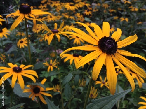 yellow flowers in the garden
