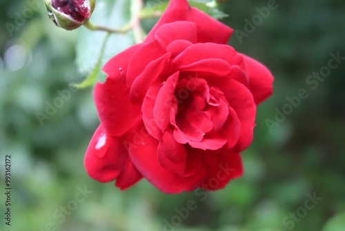 red rose in garden