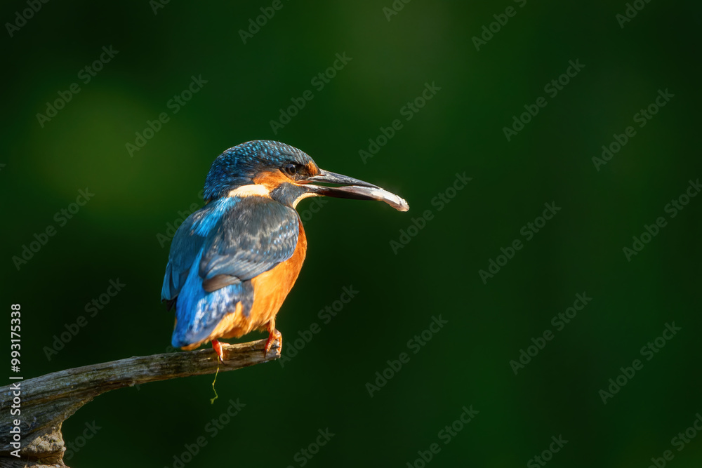 Fototapeta premium Common European Kingfisher (Alcedo atthis) sitting on a branch above a pool to catch a fish in the forest in the Netherlands with a green background