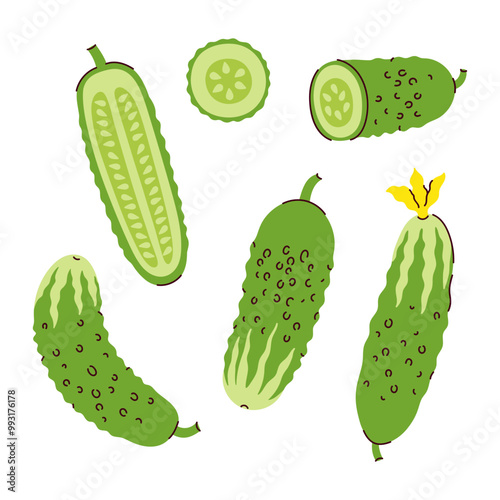 Set of cucumbers and their halves on a white background. Vector graphics.