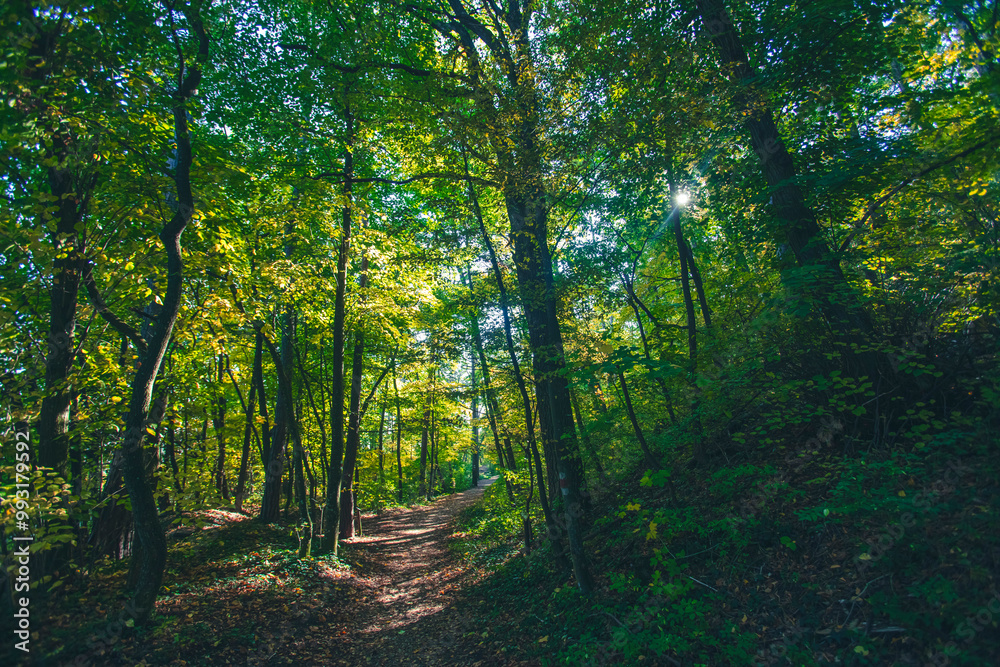 green forest, nature background green forest, nature background