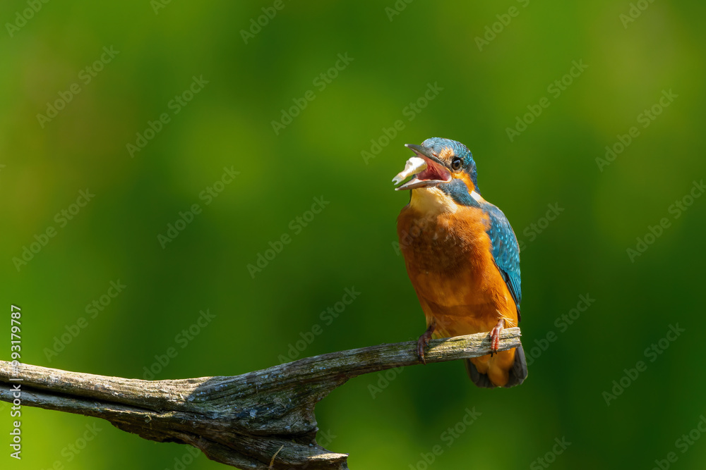 Common European Kingfisher (Alcedo atthis) sitting on a branch above a pool to catch a fish in the forest in the Netherlands with a green background Common European Kingfisher (Alcedo atthis) sitting on a branch above a pool to catch a fish in the forest in the Netherlands with a green background