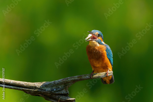 Common European Kingfisher (Alcedo atthis) sitting on a branch above a pool to catch a fish in the forest in the Netherlands with a green background