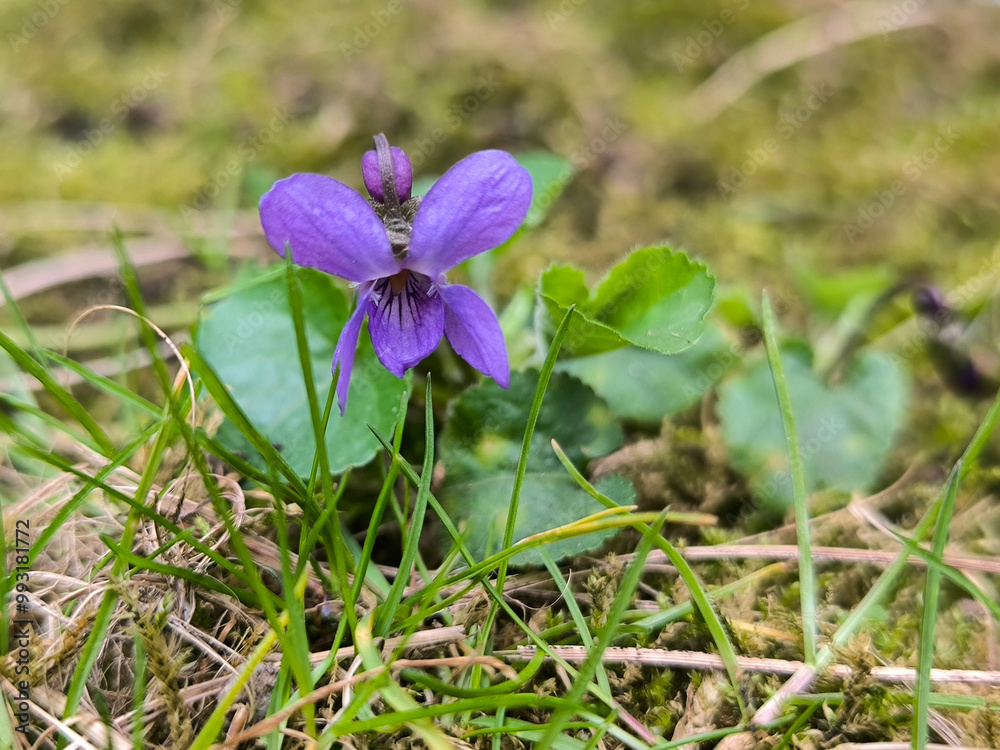 blooming violets growing in the grass blooming violets growing in the grass
