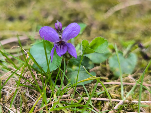 blooming violets growing in the grass