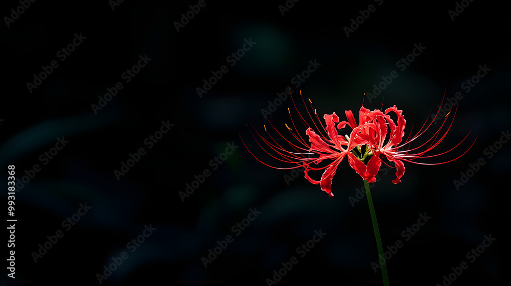 : Red Spider Lily on Dark Background