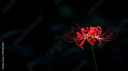 Obraz na płótnie : Red Spider Lily on Dark Background w salonie