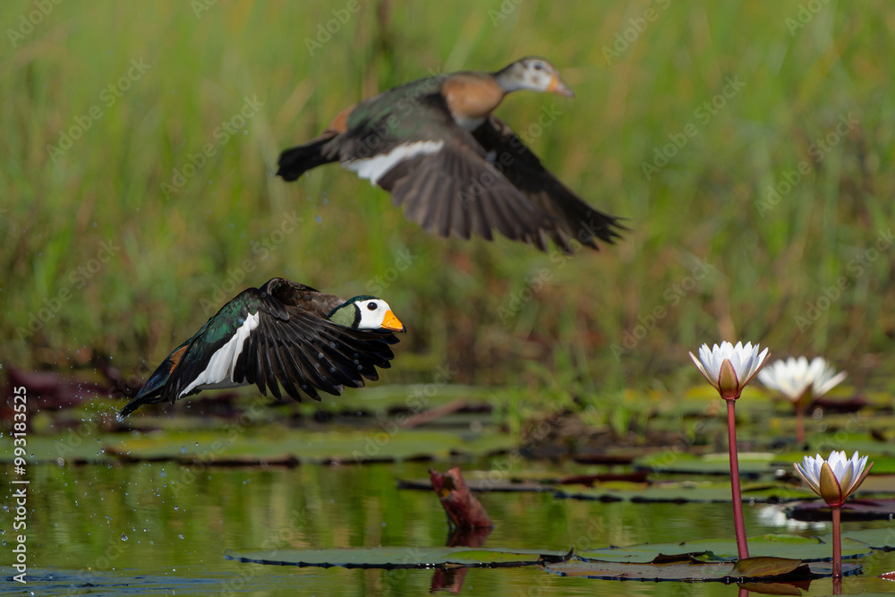 African pygmy goose (Nettapus auritus). This very small goose is flying in a lily field in the Chobe River in Botswana African pygmy goose (Nettapus auritus). This very small goose is flying in a lily field in the Chobe River in Botswana