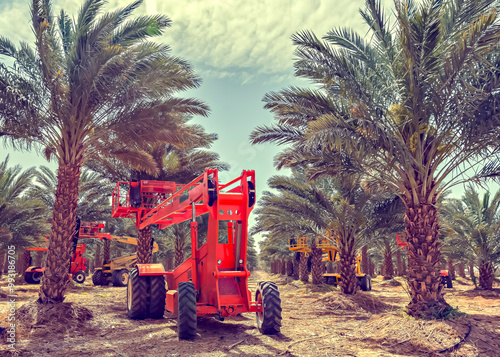 Palm plantation mechanicals maintenance and care of date palms. Image depicts...