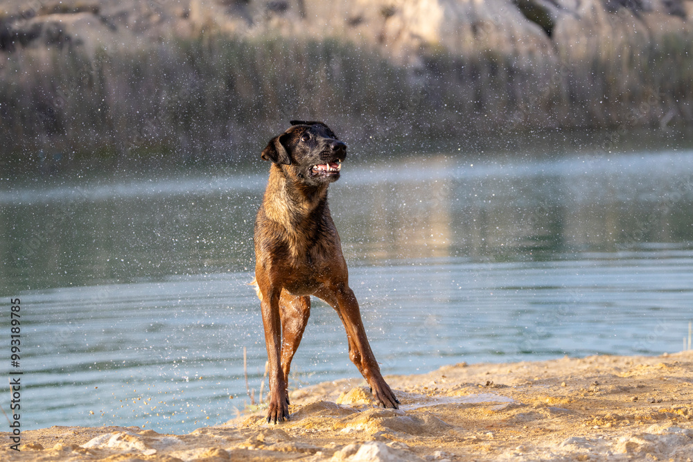 Wet dog shaking off water in a lake Wet dog shaking off water in a lake