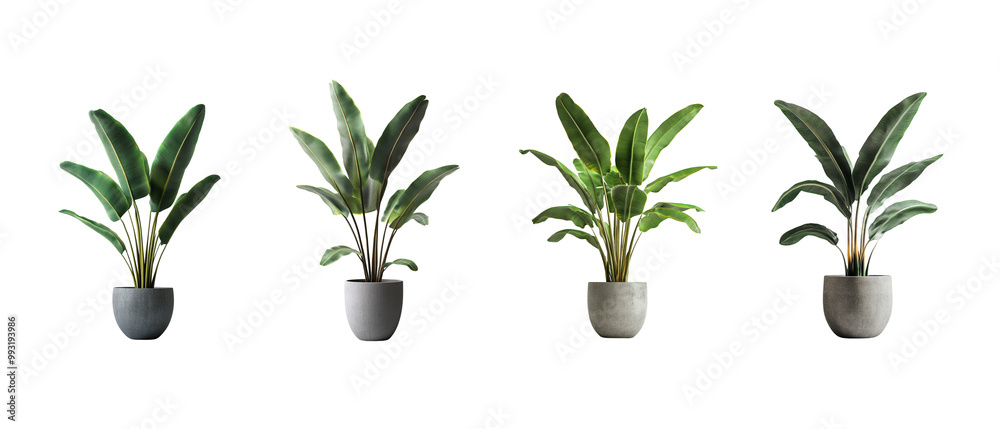 set of large plant in a grey pot, with banana leaves, against a white background set of large plant in a grey pot, with banana leaves, against a white background