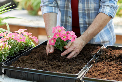 Hands planting flowers in a soil tray with vibrant pink blooms and green leaves, focusing on gardening process and healthy plant growth